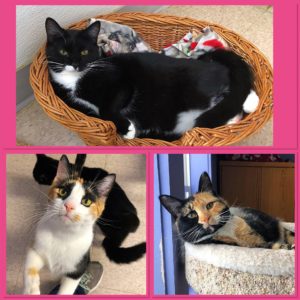 Pets of the Week: Brownie the black and white cat, Cookie the calico, and Cinnamon the tortie. 