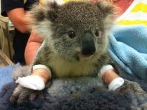 Ludlow Rotary is joining Rotary International to fundraise for humans and animals, like this rescued koala,  affected by the Australian fires. 