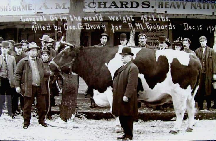 The largest ox in the world in Bellows Falls in 1908.