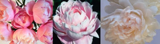 Black River Independent School Peony Sale