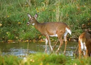 permit antlerless muzzleloader aug