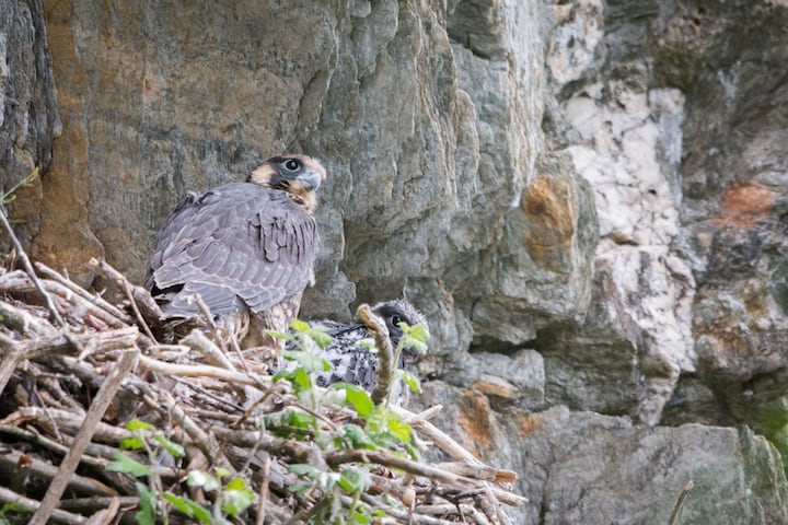 Vermont cliffs monitored by biologists and volunteers for nesting peregrine pairs this spring and summer are open Aug. 1 for recreationists