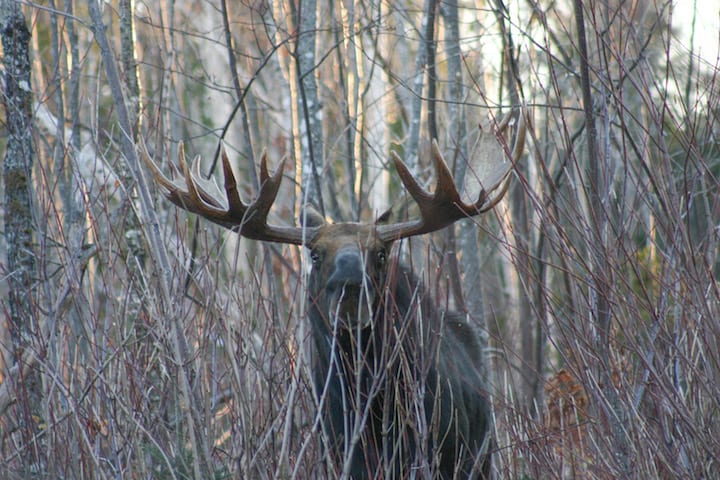 Moose hunt permit auction closes Aug. 12.