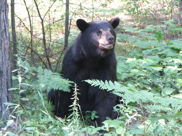 Vermont Fish & Wildlife urges hunters to download and read its 2020 Black Bear Hunting Season Guide at www.vtfishandwildlife.com for its helpful information