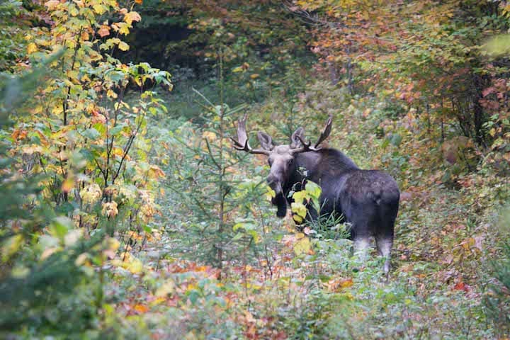The moose permit lottery winners are now posted on Vermont Fish & Wildlife's website.