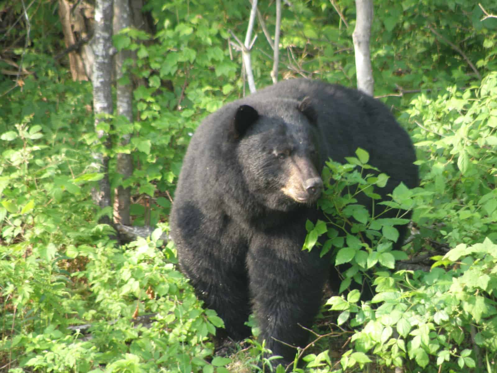 Vermont bear hunting seasons are Sept. 1-Nov. 13 and Nov. 14-22