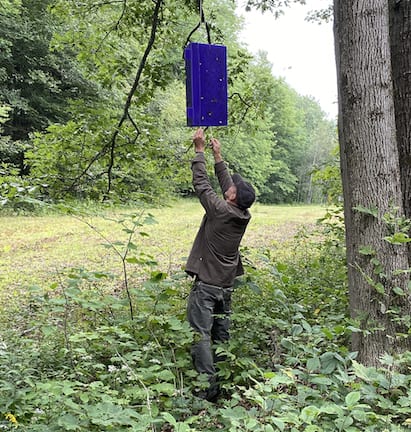 Bob Brandt removes an emerald ash borer purple trap