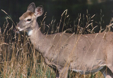 A lottery drawing for winners of Vermont muzzleloader season antlerless deer permits was held Sept. 16. Results are posted on the Vermont Fish and Wildlife Department website.
