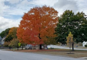 foliage