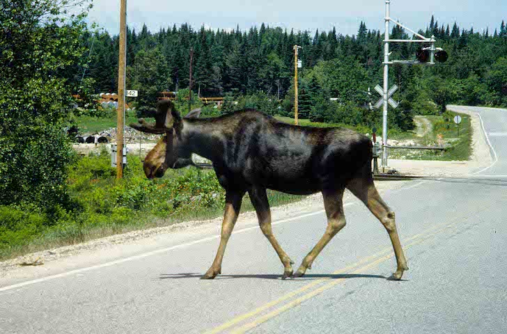 Vermont Fish &Wildlife cautions drivers that moose are more likely to be crossing roadways at this time of year, especially after dark or early in the morning