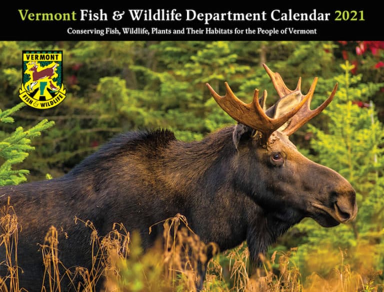 Vermont Fish & Wildlife’s 2021 calendar is available