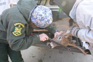 Hunters who get a deer opening weekend of the Nov. 14-29 deer season can help Vermont’s deer management program by reporting their deer at a biological check station