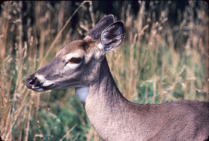 Vermont Fish & Wildlife has antlerless deer permits for sale.