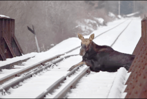 Moose rescued from train tracks in Cavendish. Photo provided by Vermont Fish & Wildlife