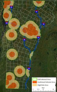 Regions in Vermont where the emerald ash borer has been detected as of Nov. 23, 2020. Detection in New Hampshire has developed a risk area in southern Windsor County near Rockingham.