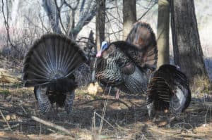 Vermont continues to have some of the best turkey hunting in New England