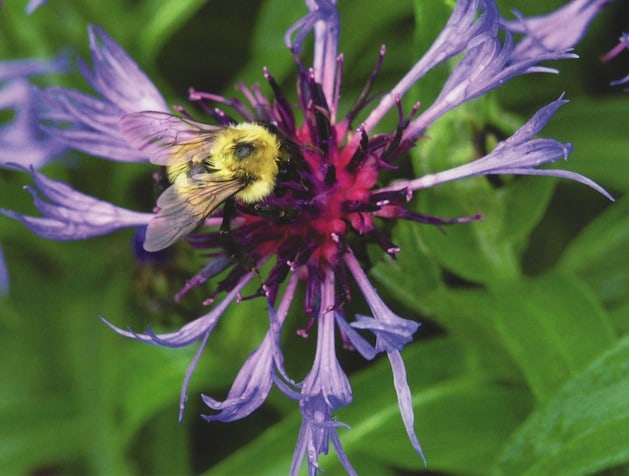 Cavendish Community and Conservation Association is seeking photo submissions of bees and beekeeping for our calendar. Photo provided