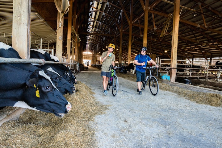 Two riders sample Ben & Jerry’s ice cream as they tour the dairy barn at Nea Tocht Farm in Ferrisburgh, Vt. during 2019’s Tour de Farms