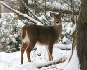 Public hearings on deer and moose will be held March 23, 25, and 26. Photo provided by Vermont Fish & Wildlife