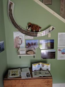 Wooly mammoth tusk and display at the Mount Holly Historical Community Museum