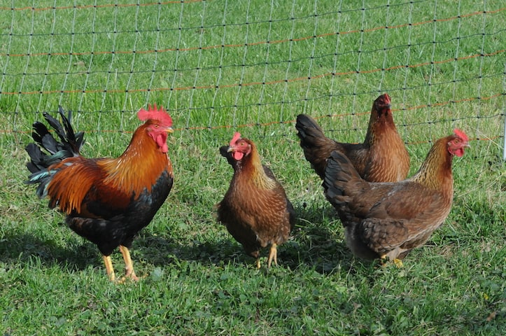 Poultry owners should use electric fencing and follow other precautions to protect their birds from predation.