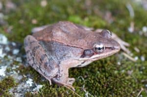 Vermont Fish & Wildlife is asking drivers to slow down and be cautious when traveling at night in early spring or to take alternate routes to avoid driving near ponds and wetlands where salamanders and frogs are crossing during their breeding season.