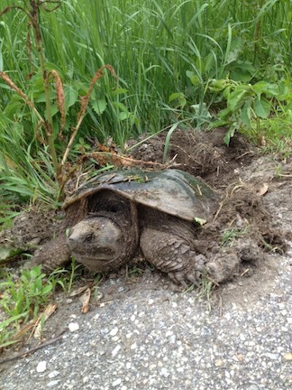 Turtles, like this snapping turtle, will be digging their nests soon and may be on the shoulders of roads. Drivers are urged to keep an eye out for them. Photo by George Scribner, Vermont Fish & Wildlife