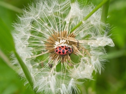 Learn about Lady Beetles in Vermont with Londonderry Conservation Commission. Photo provided