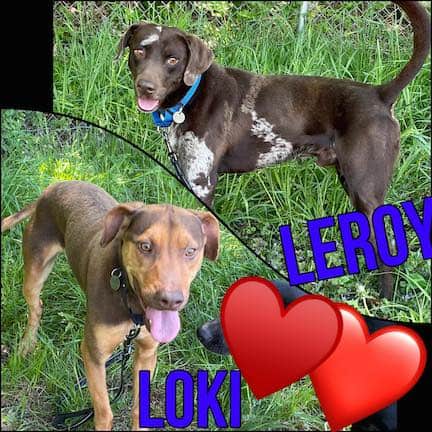 Loki and Leroy