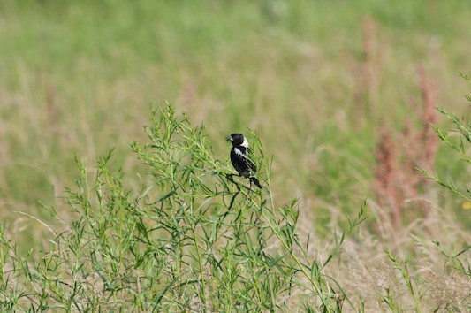 Landowners who have fields can help protect grassland birds such as bobolinks by delaying mowing until mid-August.