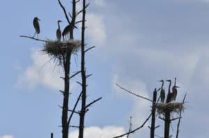 Great blue heron nests and chicks.