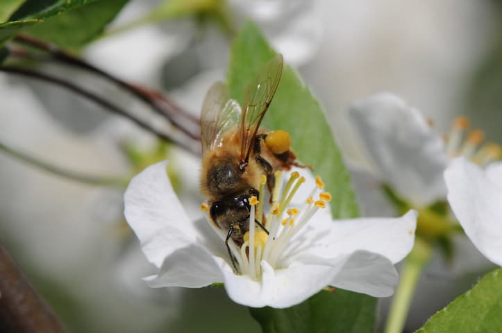 Vermont’s pollinators remain in peril and with so many wild plants and commercial food products dependent on bees and other insects, the time to act is now.