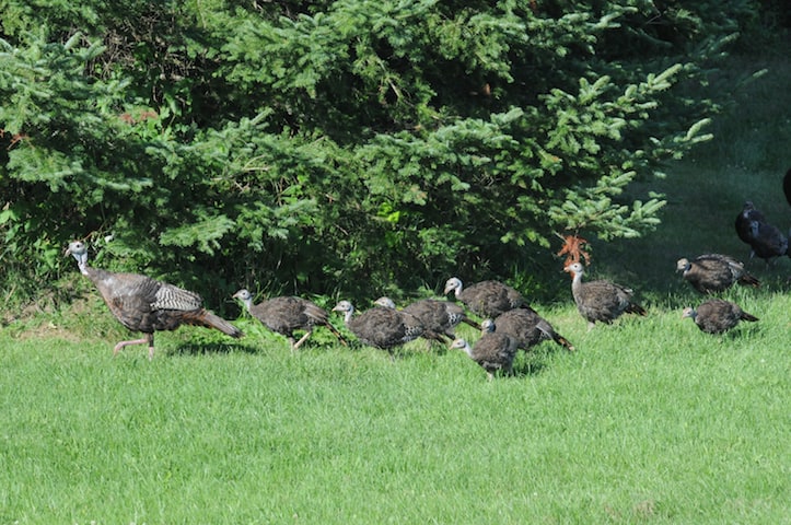 Starting July 1, Vermont Fish & Wildlife is asking people who see wild turkey broods during the month to provide information about their sightings via a survey on the department’s website.