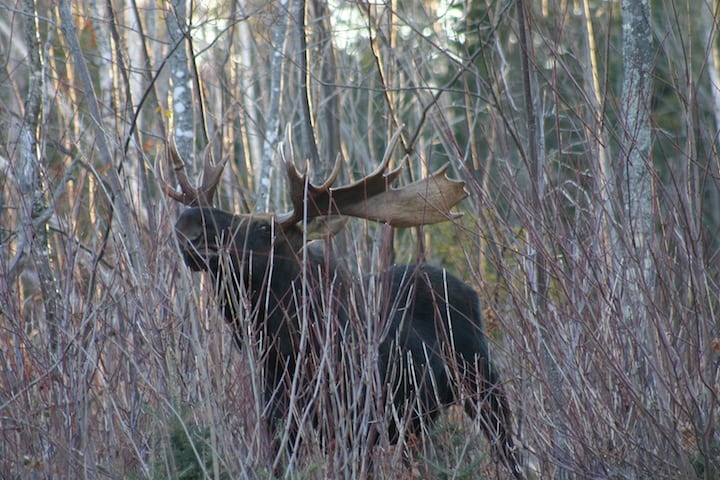 The deadline to apply for a 2021 Vermont moose hunting permit is June 30. Photo provided by Vermont Fish and Wildlife