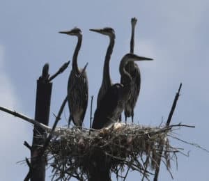 Great Blue Heron nesting. Photo provided