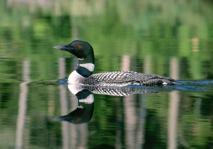 Loons nesting along lake shorelines are susceptible to human disturbance.