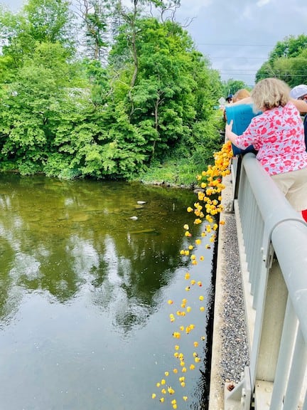 Over 600 rubber ducks entered the race down the Black River this year.