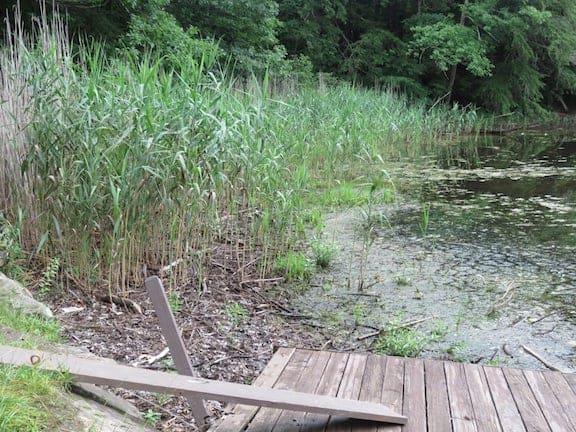 Phragmites stand at northern shore of Amherst Lake in Plymouth. Photo by Kelly Stettner