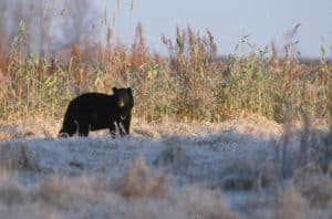 Vermont Fish & Wildlife urges hunters to download and read its 2021 Black Bear Hunting Guide at www.vtfishandwildlife.com for its helpful information. Photo provided by Vermont Fish & Wildlife