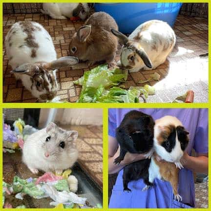 Small animals are looking for their forever homes. Photo provided