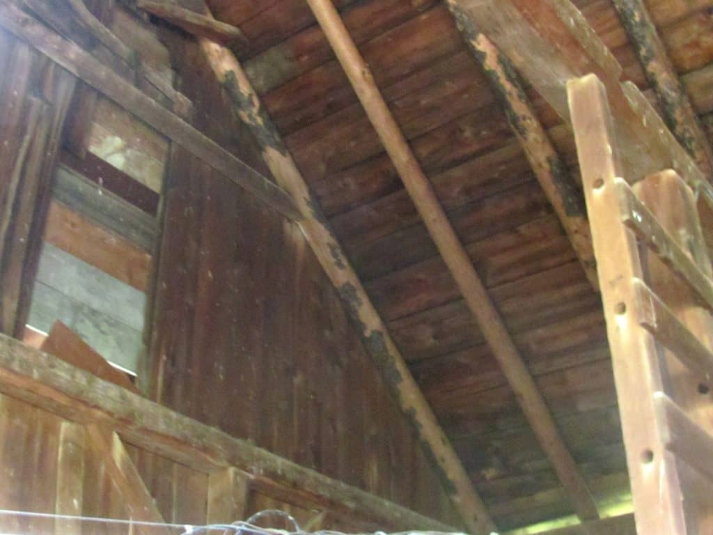Spruce trees for rafters. Right foreground is the built-in wooden ladder. Notice round rungs replaced with boards. Photo provided