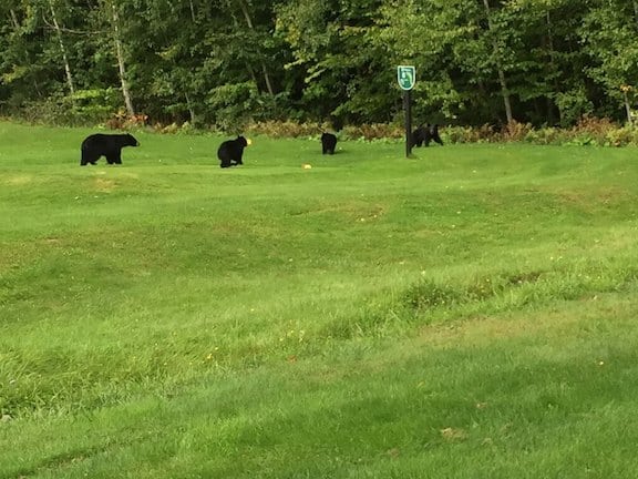 A bear cub (second left) steals a golf tee on their stroll through the Killington Golf Course. Photo provided