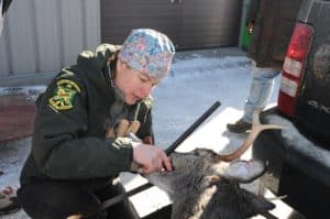 Hunters who get a deer opening weekend of the Nov. 13-28 deer season can help Vermont’s deer management program by reporting their deer at a biological check station. Photo by John Hall, Vermont Fish & Wildlife