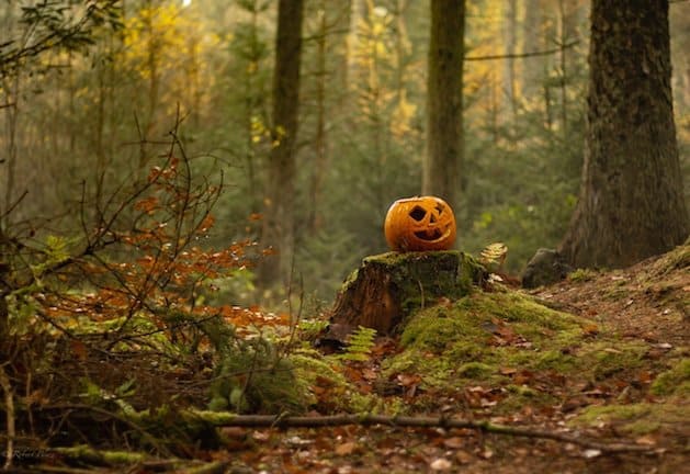 Join the Gill Home Haunted Forest Walk. Stock photo