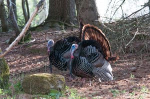 The Thanksgiving turkeys on our tables this holiday originated from native wild turkeys whose populations have been restored across much of North America thanks to scientific wildlife management by state fish and wildlife agencies. VTF&W photo by John Hall