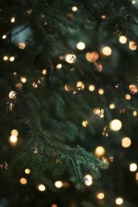 Christmas tree Photo by Morgane Le Breton, Unsplash