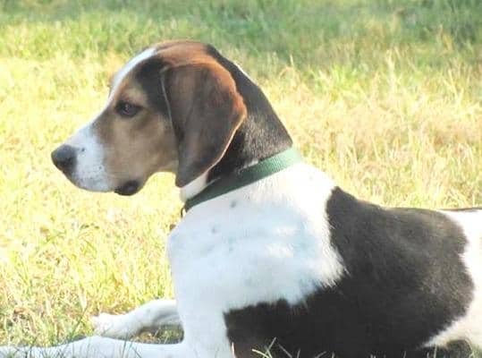 Beagle. Isn't she beautiful? Photo by Ron Patch