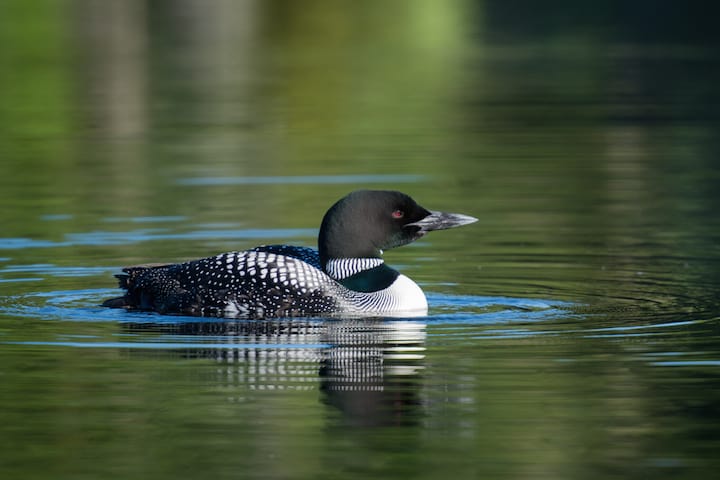 A record 109 pairs of loons nested in Vermont in 2021 with 125 chicks hatched and 84 surviving through August. Photo by Tom Rogers, Vermont Fish & Wildlife