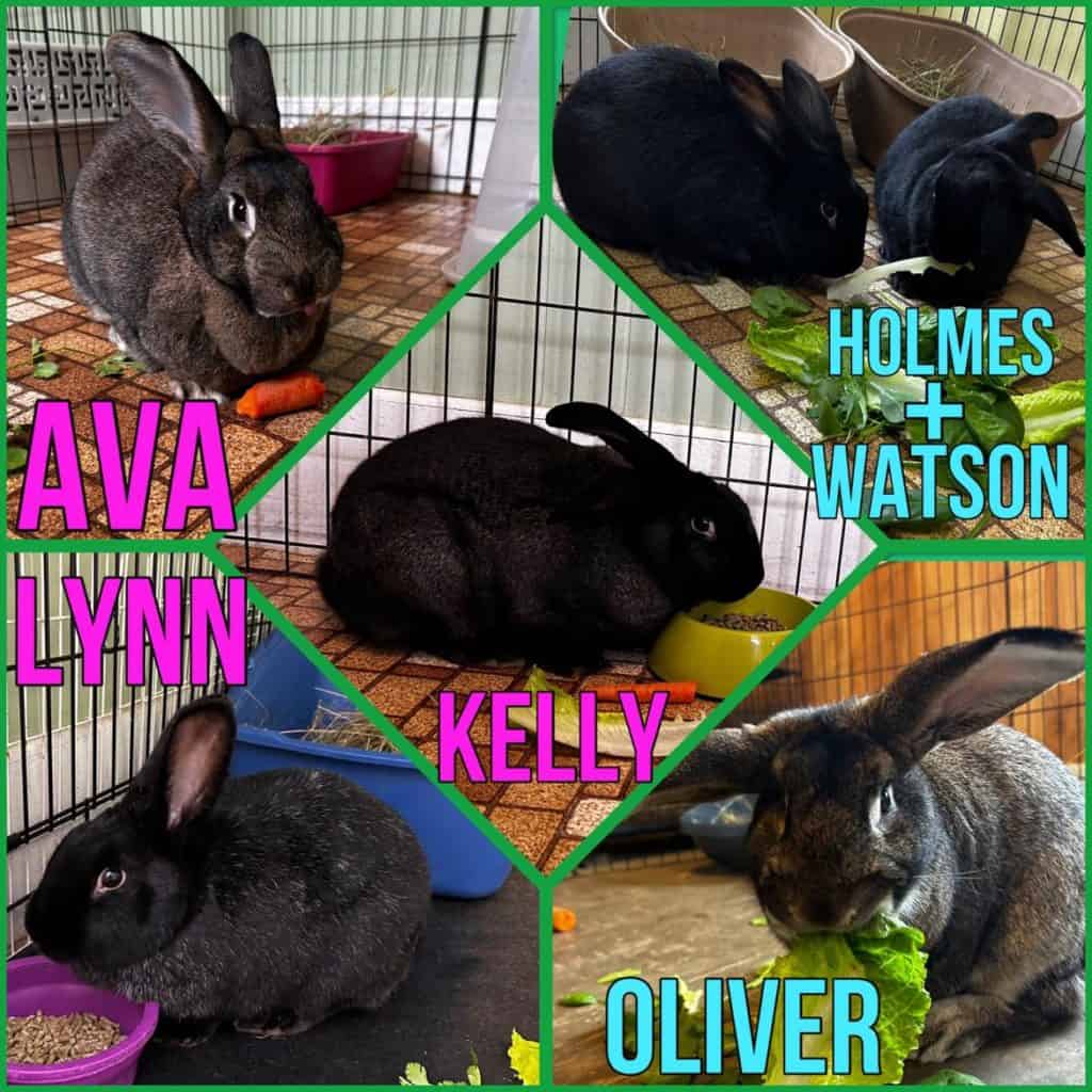 Year of the rabbit The Vermont Journal & The Shopper