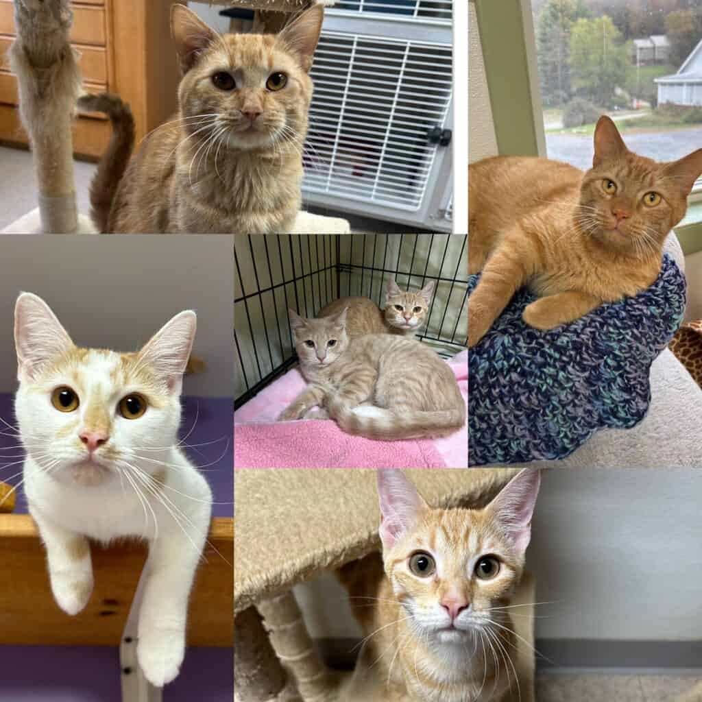 Orange cats for adoption - The Vermont Journal & The Shopper